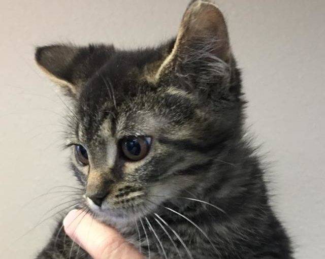 *FRANKIE (A188822)