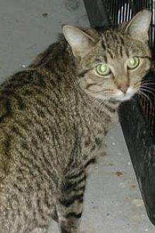 Franny (17772260)