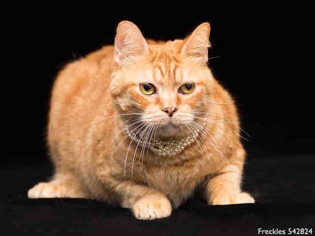 FRECKLES (A542824)