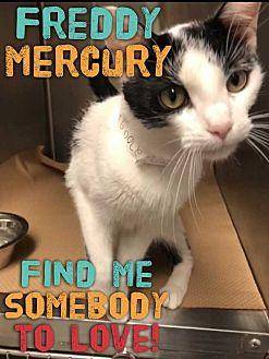 Freddy Mercu (20650931)