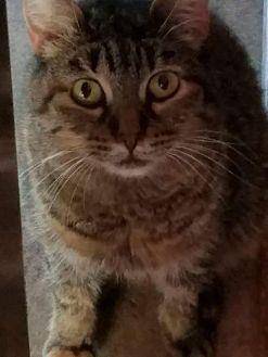 FRESCA (20095776)
