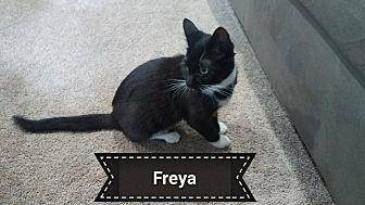 FREYA (18379908)