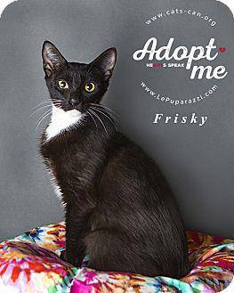 Frisky (16680690)