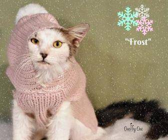 Frost (19933951)