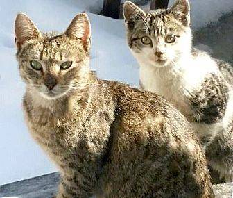 Furbabies Ne (15770271)