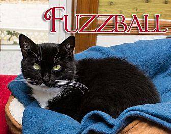 Fuzzball (10722316)