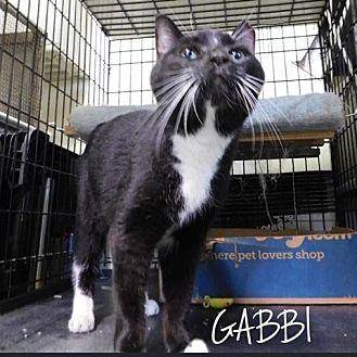 Gabbi (18557157)