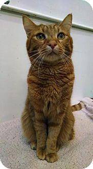 Garfield (11807368)