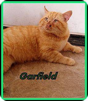 Garfield (18217473)