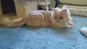 Garfield (18302563)