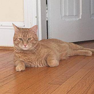 Garfield (19208827)