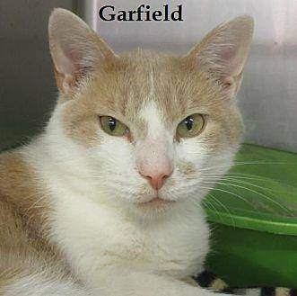 Garfield (19958962)
