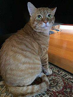 Garfield the (19383781)