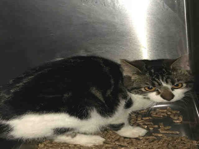 GARY (A119357)