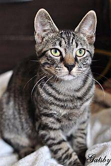 Gatsby (20529643)