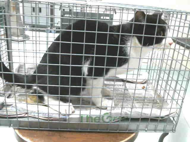 GEORGE (A132296)