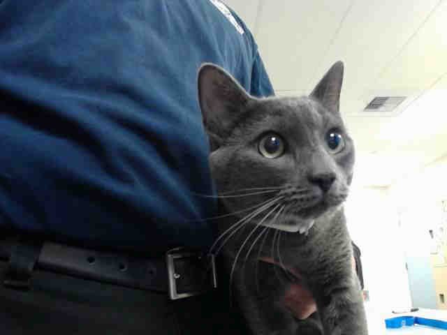 GEORGE (A146775)