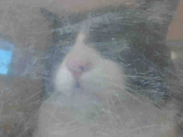GEORGE (A544081)