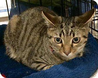 Georgie (17138903)