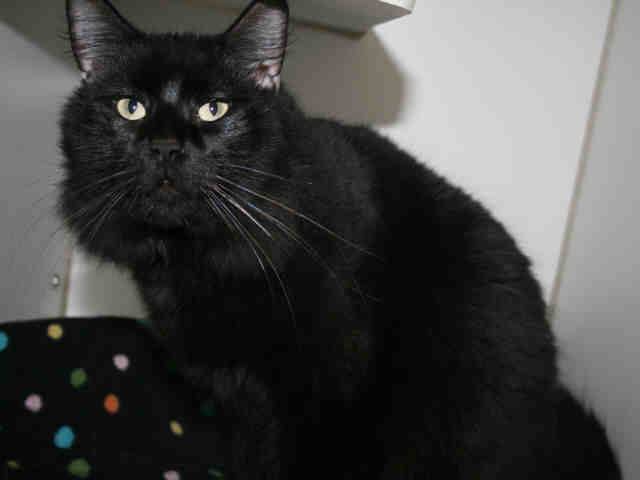GIBBY (A491022)