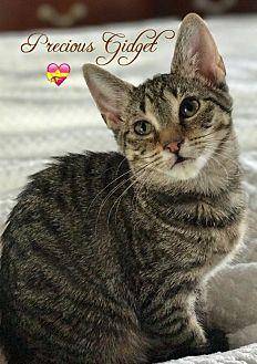 Gidget (19501464)