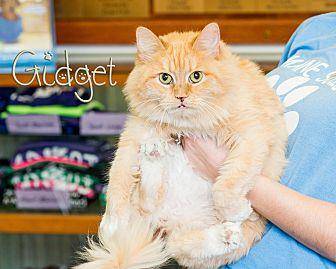 Gidget (20586534)