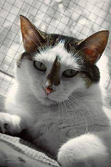 Gidget (9689075)