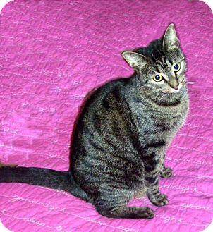 Ginger (14895367)