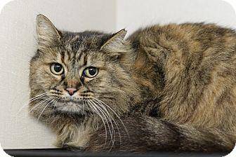 Ginger (17207989)