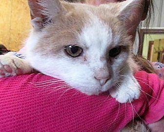 Ginger (17294310)