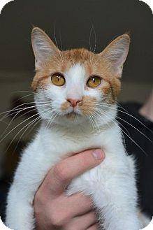 Ginger (17963002)