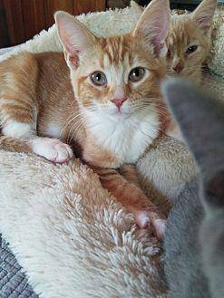 Ginger (19228854)