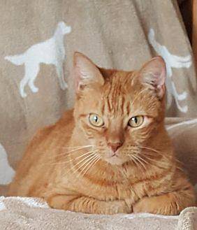 Ginger (19332662)