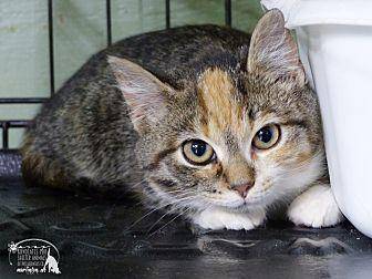 Ginger (19352129)