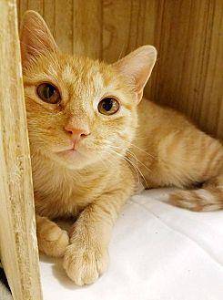 Ginger (19363477)