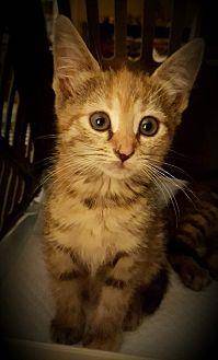 Ginger (19645301)