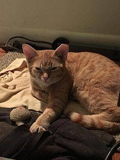 Ginger (19779771)