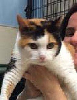 Ginger (19931501)