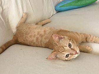 Ginger (20056834)