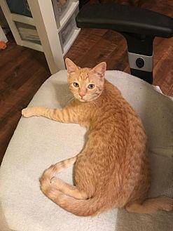 Ginger (20056834)