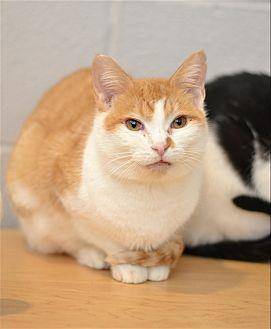 Ginger (20076431)