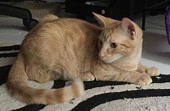 Ginger (20175790)