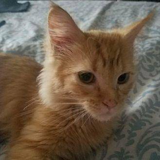 Ginger (20254446)
