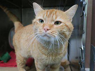Ginger (20422250)