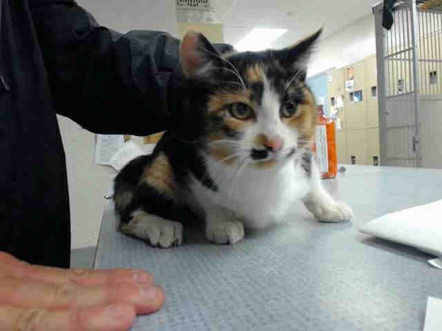 GINGER (A146265)