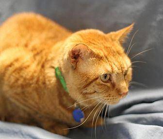 Ginger Joe (11827226)