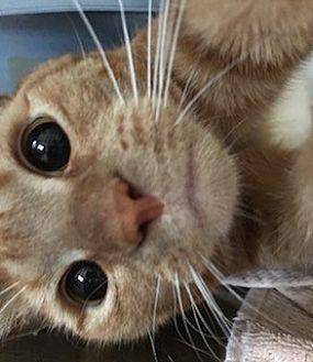 Ginger-Urgen (13164035)