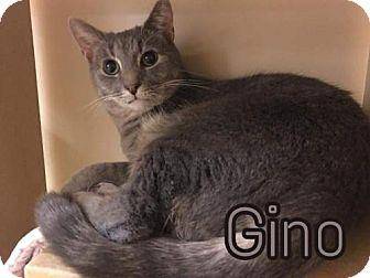 Gino (14561004)