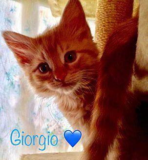 Giorgio (20158084)