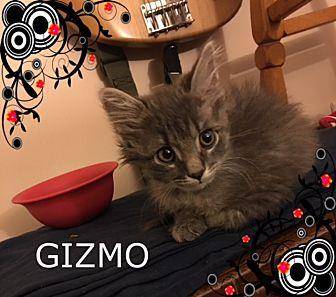 Gizmo (20394506)